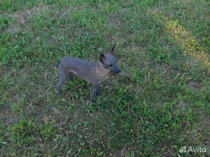 Ксолоитцкуинтли мини вязка