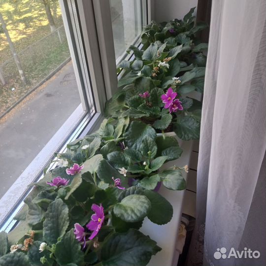 Фиалка в горшках