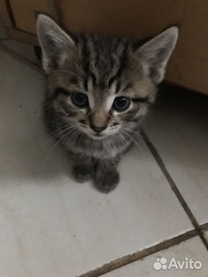 Котята в добрые руки бесплатно