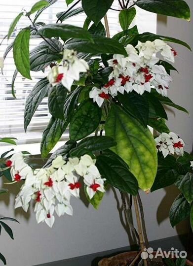 Клеродендрум томпсон