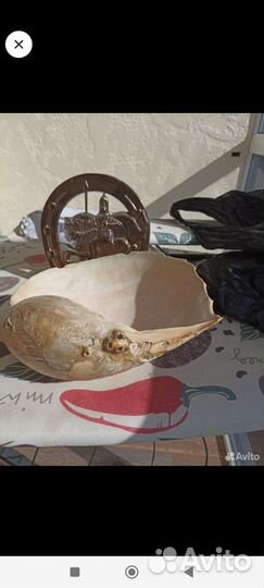 Ракушки морские