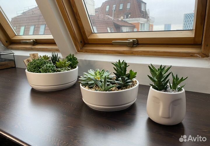 Флорариум из суккулентов (размер хl)