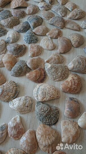 Морские ракушки