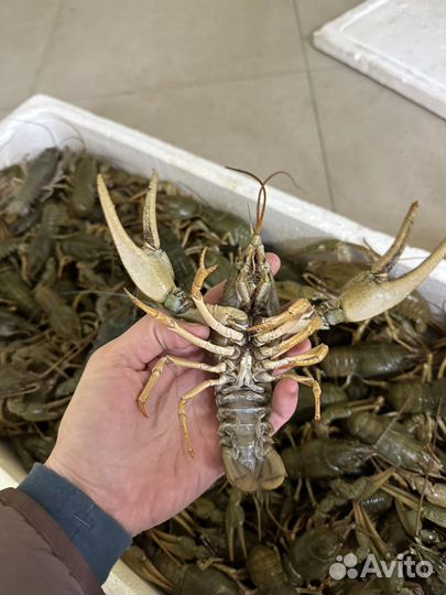 Живые раки