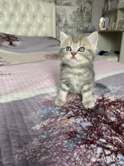 Котенок шотландский мальчик