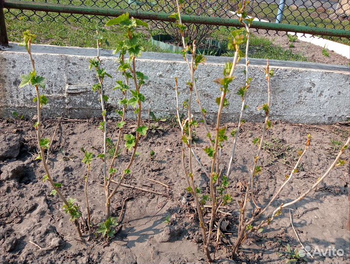 Смородина чёрная