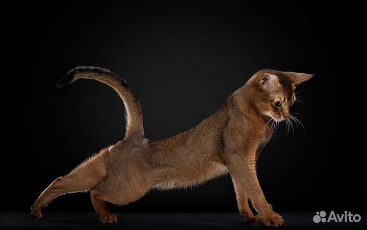 Абиссинский кот Чемпион на вязку