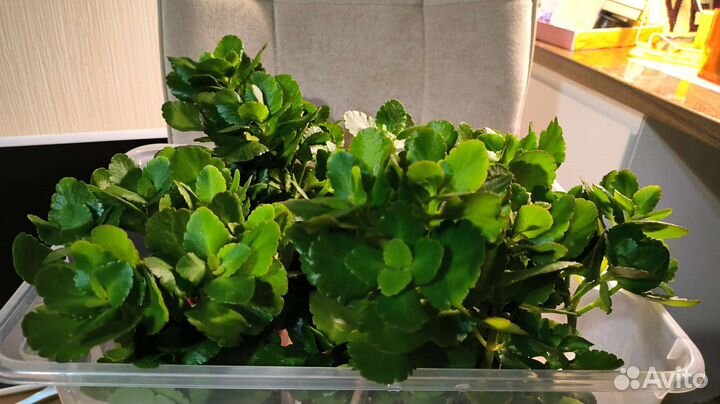 Каланхоэ жёлтый