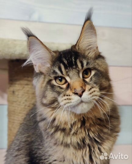 Котята мейн-кун