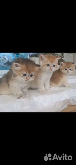 Котята Золотая Шиншилла