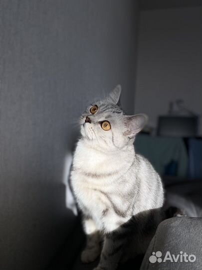 Шотландский котенок