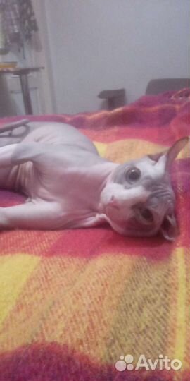 Вязка двуэльф