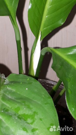 Спатифиллум