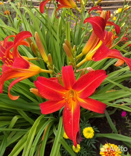 Многолетние цветы для сибири