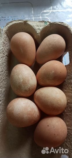 Инкубационные яйца цесарки и кур