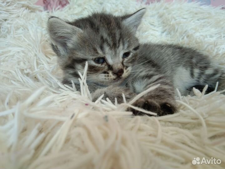 Шотландская вислоухая