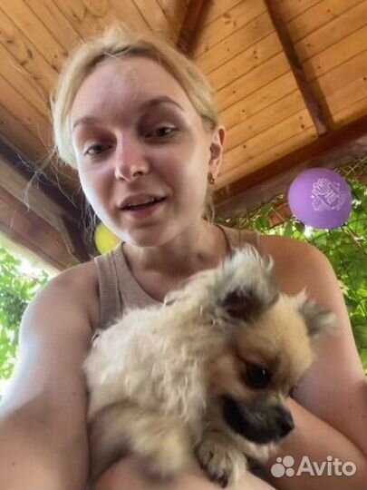 Передержка кошек, собак, грызунов и птиц