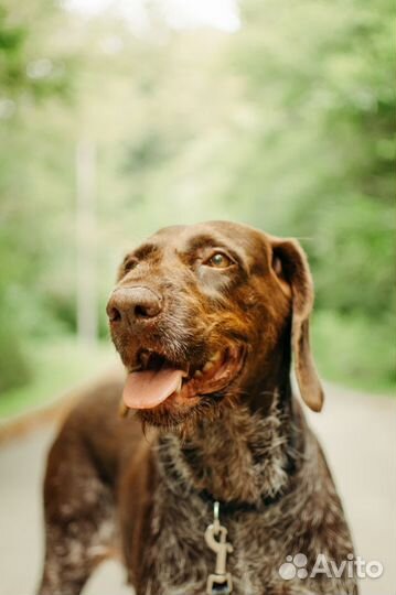 Собака в добрые руки Драхтар
