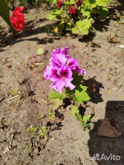 Королевская пеларгония