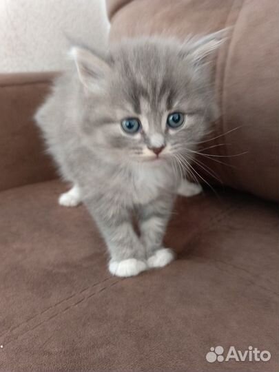 Котята в добрые руки бесплатно
