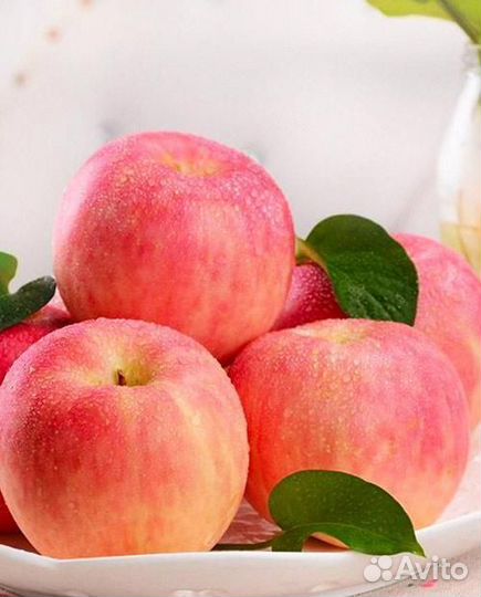 Саженцы яблони 