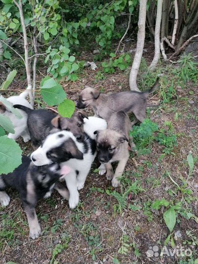 Щенки в добрые руки