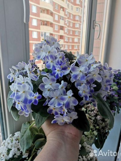 Фиалки трейлеры