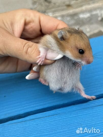 Сирийский хомяк малыш