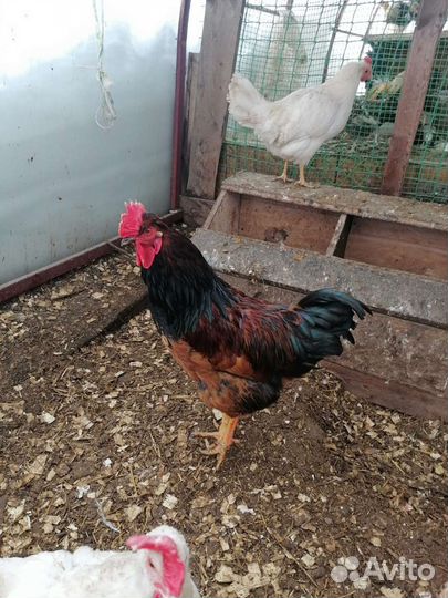 Куры петухи