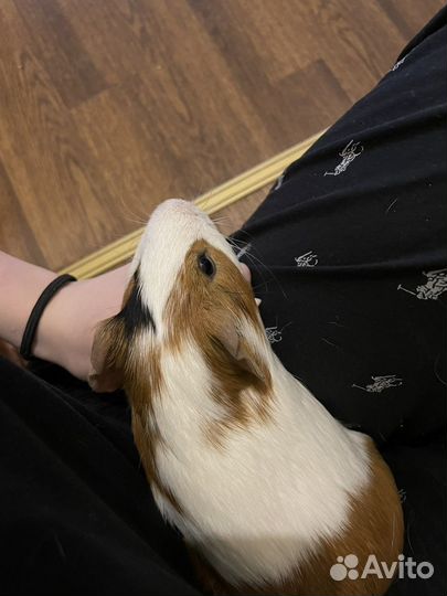 Передержка грызунов