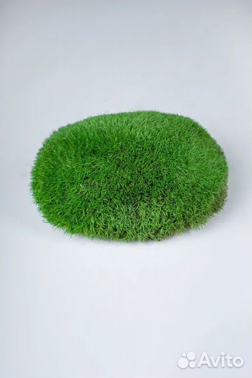 Кочка царская