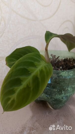 Калатея Варшевича