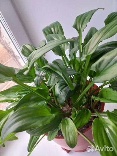 Дримиопсис