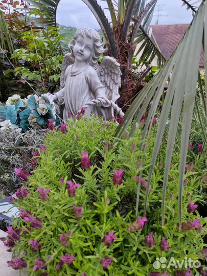 Гидролат из эфирномаслиничных растений