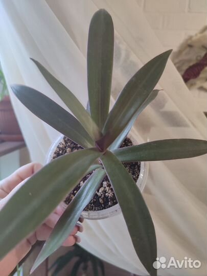 Традесканция