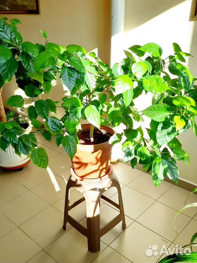 Гибискус китайская роза