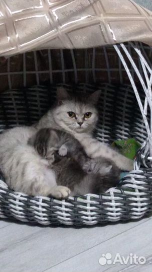 Шотландская