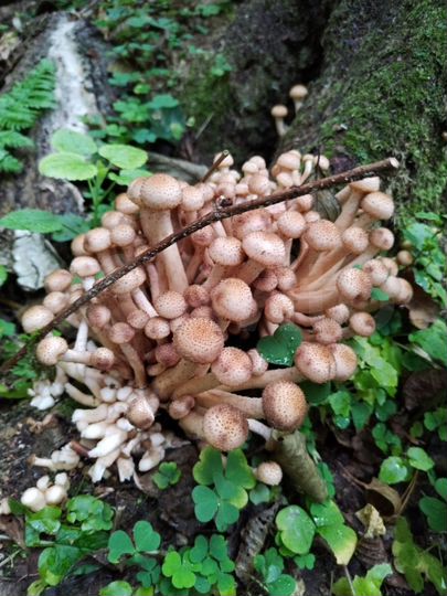 Дача 30 м² на участке 5 сот.