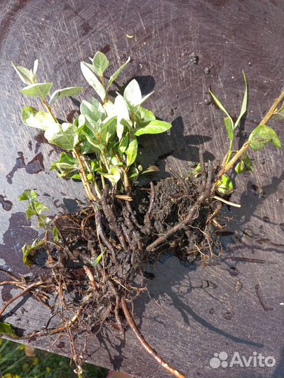 Лох серебристый