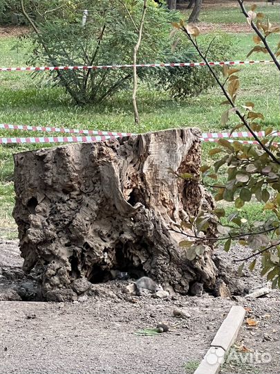 Крыса породистая