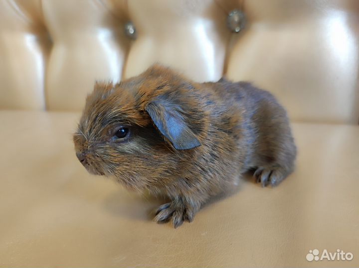 Морские свинки голые с доставкой на адрес