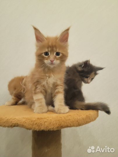 Котята мейн-кун
