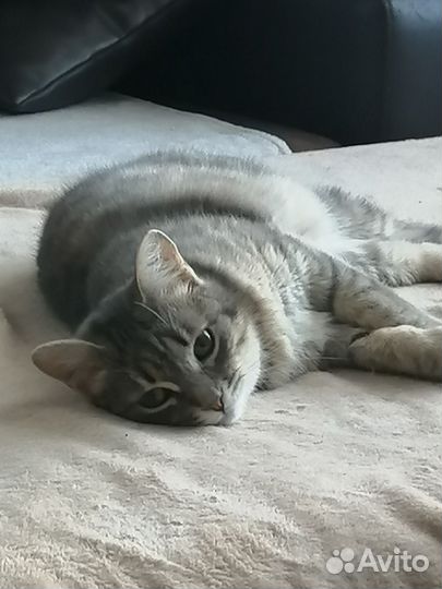 Кошка в дар