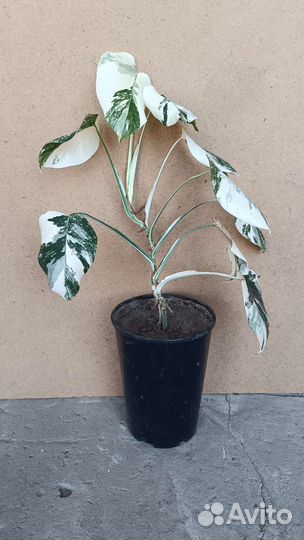 Филодендрон ring of fire и монстера Альба