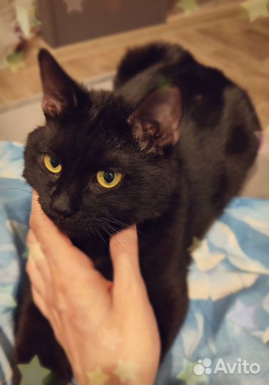 Самый лучший кот ищет своего человека