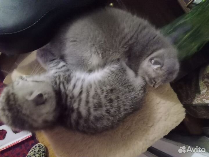 Продам вислоухих котят