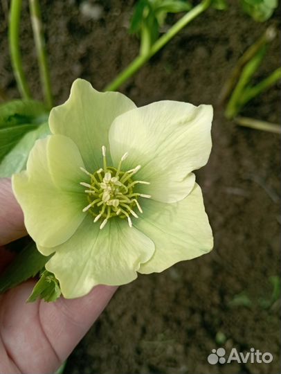 Морозник, многолетнее растение