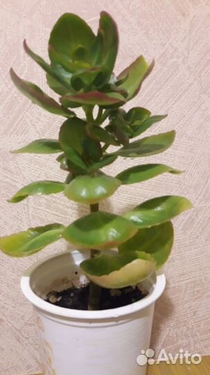 Каланхое цветущее