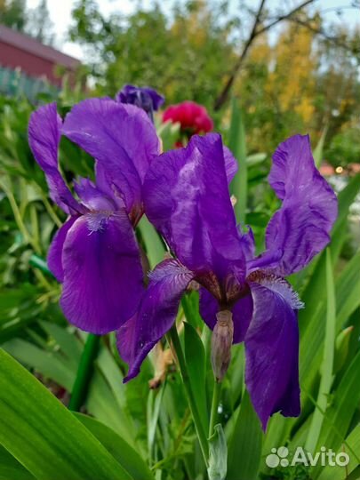 Ирисы бородатые сортовые