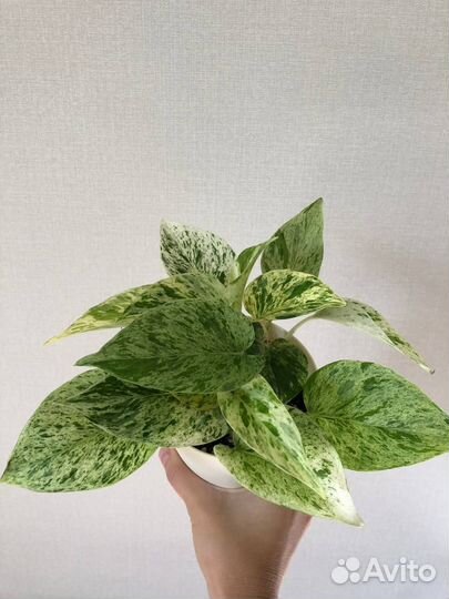 Эпипремнум марбл квин